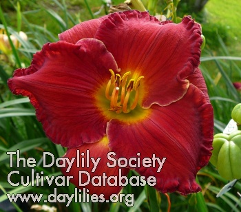 Daylily Phyllis Mary Morry